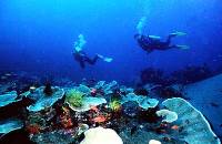 Philippines diving