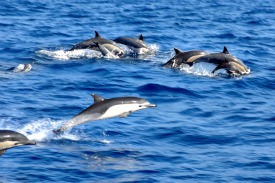 Bohol Dolphins Protection
