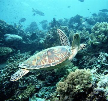 sea turtle - olive ridley turtle