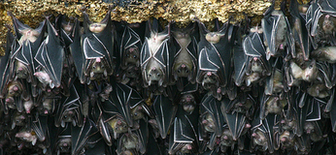 Fruit Bats - Igacos Bats - Geoffrey's Rousette -  Rousettus Amplexicaudatus
