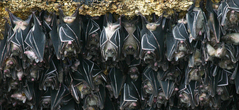 Igacos Bats - Geoffrey's Rousette -  Rousettus Amplexicaudatus - Fruit Bats