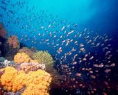 scuba diving gear