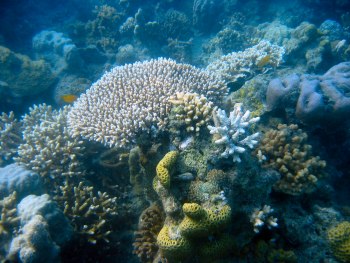 barrier reef