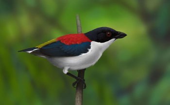 Cebu Birdwatching - Cebu Flowerpecker