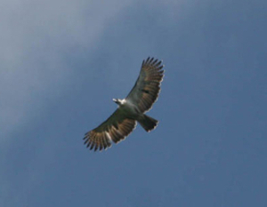 birdwatching in philippines