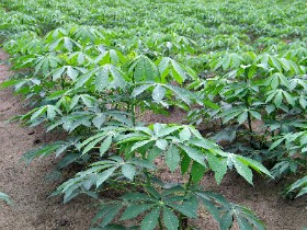 Cassava and Malunggay - Health Benefits of Reserve Foods for Filipinos