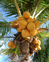 Coconut Juice - Coconut Nutrition