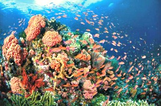 Coral Reefs in Albay Gulf Come Back to Life