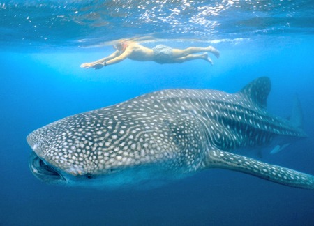 Donsol Whale Sharks, Ticao Manta Rays Double Treat for Summer in Bicol