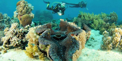 Giant Clams Sanctuary Camiguin Island, Philippines