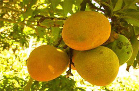 Huani: The Fragrant Mango