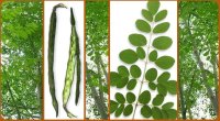 Malunggay Natural Medicine.jpg