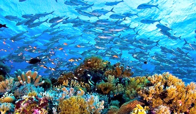 Large Marine Protected Areas Established in Palawan to Rebuild Fish Stocks