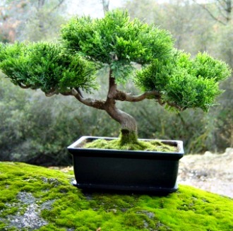 The Art of Growing Miniature Trees