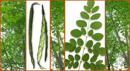 Moringa