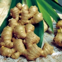 Natural Herbal Remedies - Ginger Root