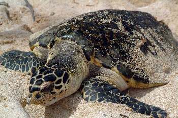 Palawan Resorts - Sea Turtle