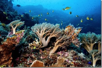 Philippine Coral Reefs