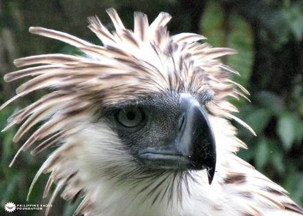Philippine Eagle Given Flight to Freedom on Mt. Hamiguitan