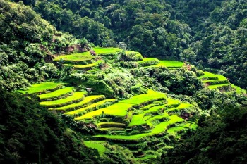Philippine Rice Terraces