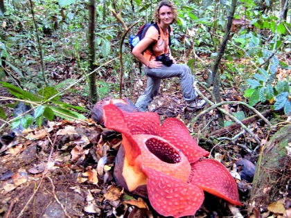 Nurturing Bukidnon's Magnificent Flower - the Rafflesia