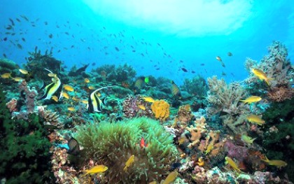 Artificial Reefs Revive Marine Life in Southern Leyte