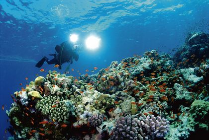 scuba divers