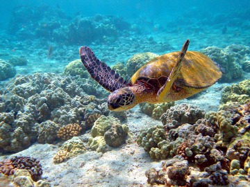 Stella Maris Fish Sanctuary: Endeared by Sea Turtles in Oriental Mindoro