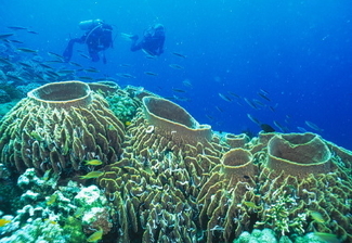 Tubbataha Reef - Scuba Diving Travel