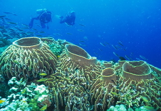 tubbataha reef