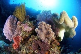 Tubbataha - Palawan Philippines