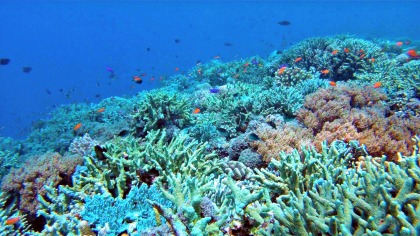 Tubbataha Reefs Natural Park