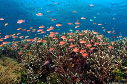 world ocean conference - coral triangle