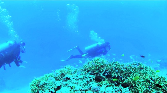 Dive in the Philippines