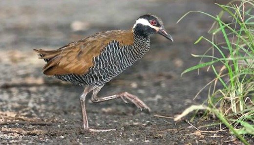 Birds of the Philippines Highlight Cagayan’s 3rd National Eco-tourism Fest