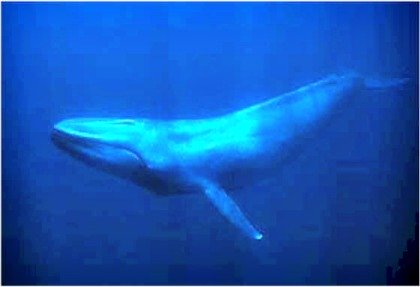 Gov't Authorities, Environmentalists Push Protection of Blue Whale in Negros Oriental