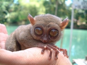 Environmentally Sustainable Tourism - Bohol Philippines Tarsier