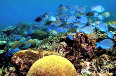 Legazpi Advances to Nautical Tourism With its Exotic Dive Destinations