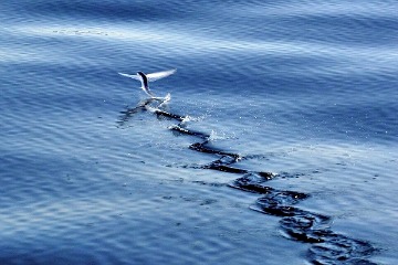 Catanduanes’ Marine Environment is an Ecological Wonder