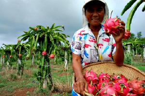 Ilocos Norte Philippines Ilocandia’s Fruit Farm