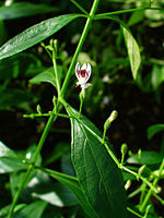 Natural Herbal Remedies - King of Bitters