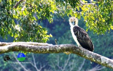 Philippine Eagle - Scientific Name Pithecophaga Jefferyi