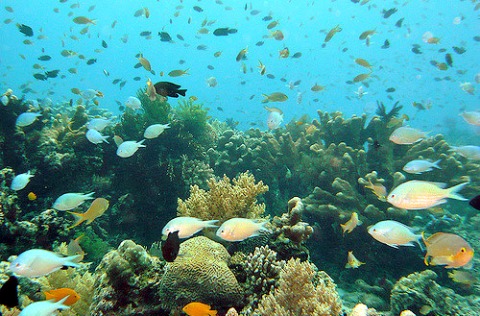 Philippines Poised to be Asia’s Top Underwater Photo Destination