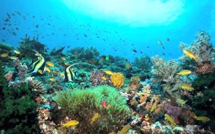 Artificial Bamboo Reefs Revive Marine Life in Southern Leyte Town