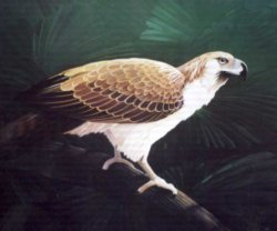 Symbols of the Philippines - Philippine Eagle