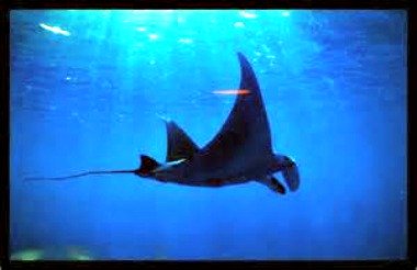 Ticao Manta Ray