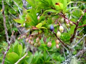 Healing From Nature: DOH Endorses 10 Traditional Medicines for Disease Treatment