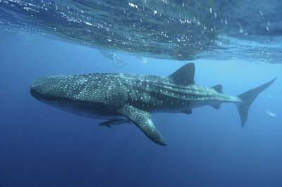 whale shark